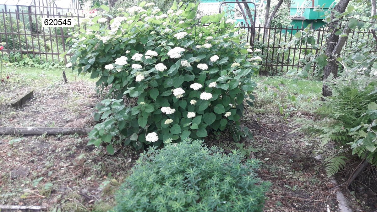 Горелки п., 35 кв.м., 4 сот